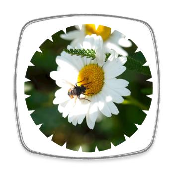 Insects depend on flowers and vice versa - Square fridge magnet - white - Front