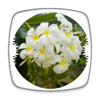 Les plumeria sont représentés sous les tropiques - Magnet carré - blanc - Devant