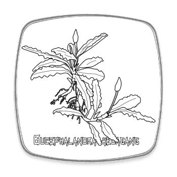 Bucephalandra kedagang - Viereckiger Kühlschrankmagnet - Weiß - Vorne