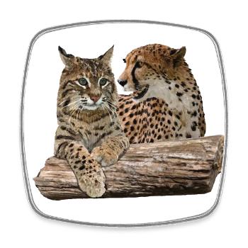 Lynx and Cheetah - Square fridge magnet - white - Front