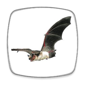 Autocollant de chauve-souris bicolore - Magnet carré - blanc - Devant