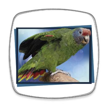 The Red-tailed Parrot - Square fridge magnet - white - Front