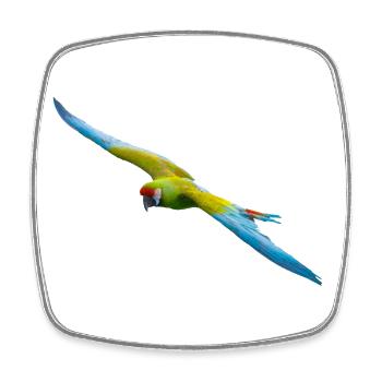 Parrot, Little Soldier's Macaw Flying, Natural - Square fridge magnet - white - Front