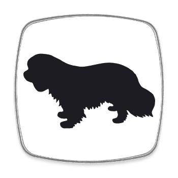 Cavalier King Charles Spaniel Silhouette - Viereckiger Kühlschrankmagnet - Weiß - Vorne