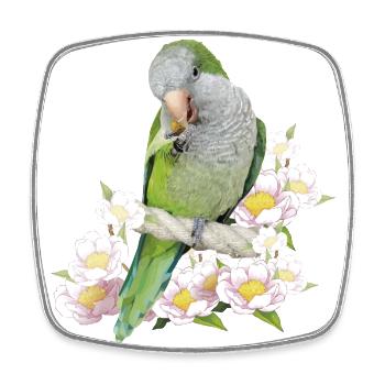 Argentine Parakeet - Square fridge magnet - white - Front