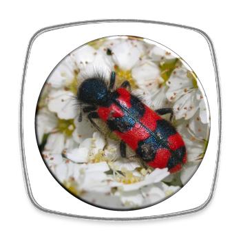 Le coléoptère ou loup-abeille - Magnet carré - blanc - Devant
