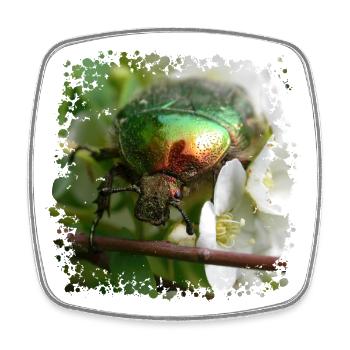 Der Goldglänzende Rosenkäfer - Viereckiger Kühlschrankmagnet - Weiß - Vorne