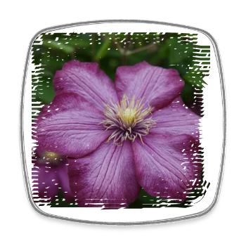 La clématite est une plante grimpante aux fleurs colorées - Magnet carré - blanc - Devant