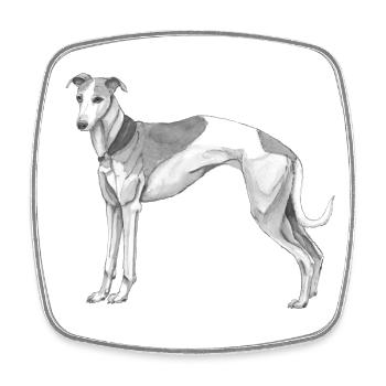 Whippet - Viereckiger Kühlschrankmagnet - Weiß - Vorne