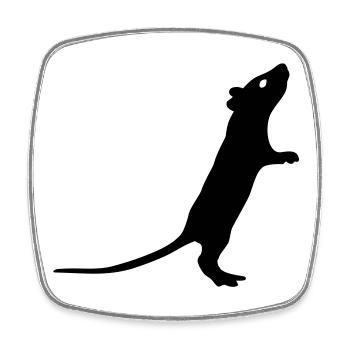 Rat - Square fridge magnet - white - Front