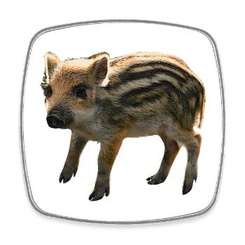 Les motifs animaliers les plus mignons, l’étudiant de première année de face - Magnet carré - blanc - Devant