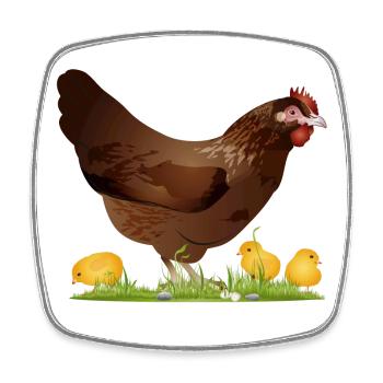 brown chicken with freshly hatched chicks - Square fridge magnet - white - Front