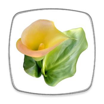 YELLOW CALLA LILY - Square fridge magnet - white - Front