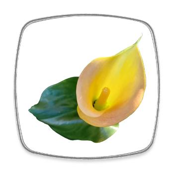 YELLOW CALLA LILY - Square fridge magnet - white - Front