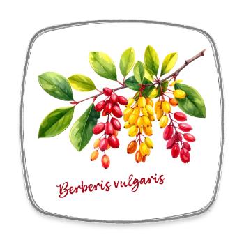 Berberis vulgaris – botanische Illustration - Viereckiger Kühlschrankmagnet - Weiß - Vorne