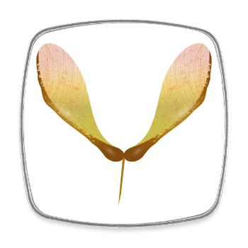 Delicate maple seed – autumnal nature motif - Square fridge magnet - white - Front