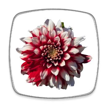 Dahlia rouge blanc - Magnet carré - blanc - Devant