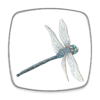 Teal Dragonfly Illustration - Square fridge magnet - white - Front