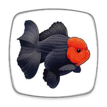 Grade Black Oranda with Red Head HQ Goldfish - Viereckiger Kühlschrankmagnet - Weiß - Vorne