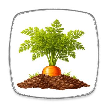 Karotte im Boden Garten Natur Design - Viereckiger Kühlschrankmagnet - Weiß - Vorne