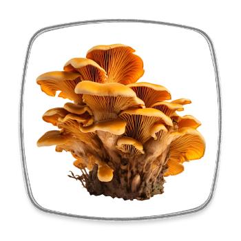 Pfifferlinge Orangene Pilzkolonie Florales Muster - Viereckiger Kühlschrankmagnet - Weiß - Vorne