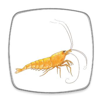 Orange Sakura - Square fridge magnet - white - Front