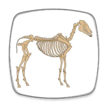 Paleolithic Skeleton Horse - Square fridge magnet - white - Front