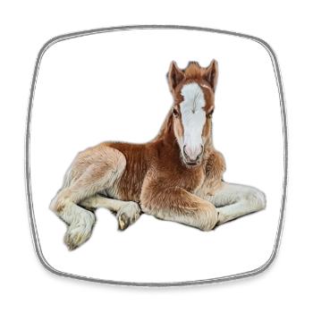 Foal - Square fridge magnet - white - Front