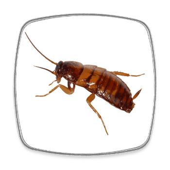 Cockroach insect cockroach cockroach - Square fridge magnet - white - Front