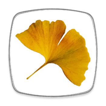 Autumn Ginkgo Leaf Autumn Ginkgo Leaf Photo - Square fridge magnet - white - Front