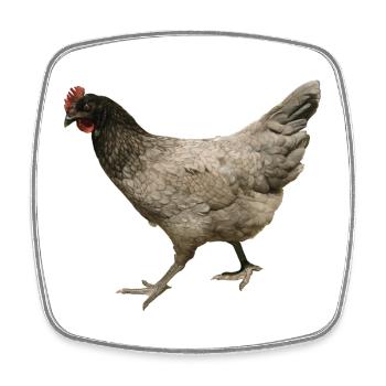 poulet gris - Magnet carré - blanc - Devant