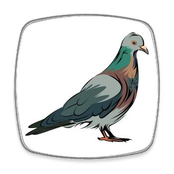 Taube in Farbe als Illustration für Vogelfreunde - Viereckiger Kühlschrankmagnet - Weiß - Vorne