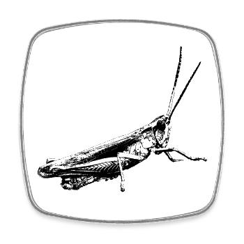 Grashüpfer / Grasshopper / Grafik schwarz - Viereckiger Kühlschrankmagnet - Weiß - Vorne