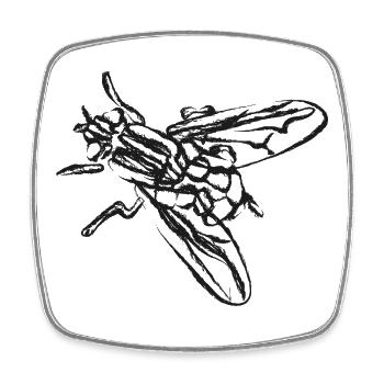 Mouche noire – Illustration insecte - Magnet carré - blanc - Devant