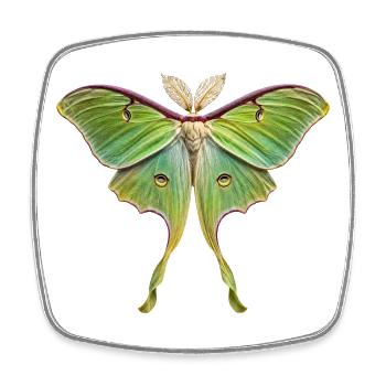 Luna Moth Actias luna - Magnet carré - blanc - Devant