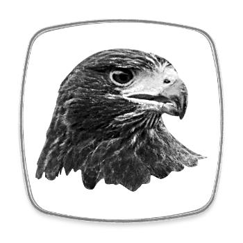Eagle, Falcon, Falconry Bird of Prey, Grey - Square fridge magnet - white - Front