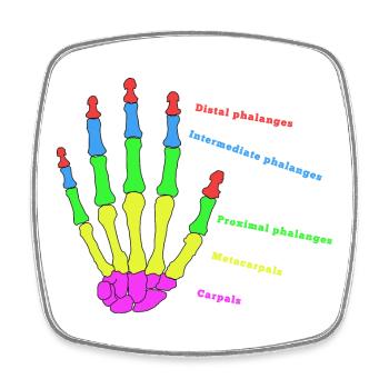 Hand Bone Anatomy Human Evolution Physio - Square fridge magnet - white - Front
