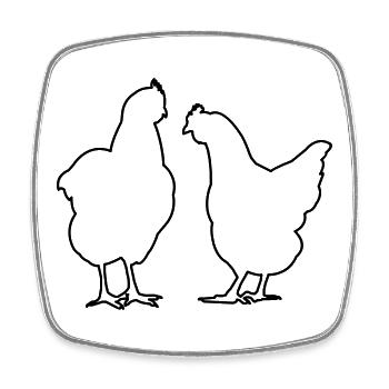 Poulets poules poulet la volaille la volaille - Magnet carré - blanc - Devant