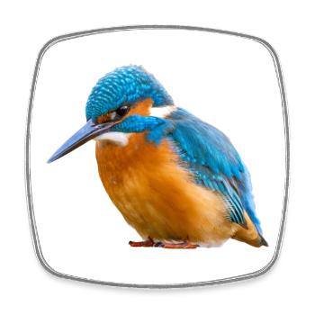 Martin-pêcheur Martin-pêcheur Alcedo Atthis Nature d’oiseau - Magnet carré - blanc - Devant