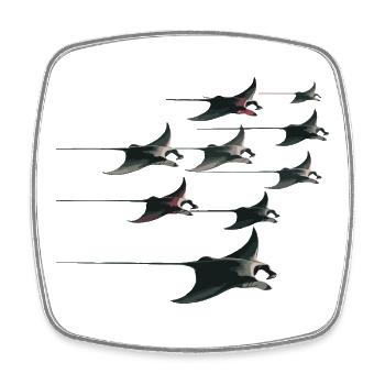 Manta Rochen Schwarm – Elegante Unterwasserwelt - Viereckiger Kühlschrankmagnet - Weiß - Vorne