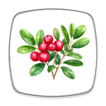 Preiselbeere – botanisches Aquarell - Viereckiger Kühlschrankmagnet - Weiß - Vorne