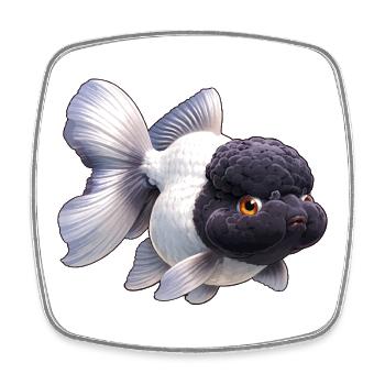 Poissons rouges Oranda de haute qualité noirs et blancs - Magnet carré - blanc - Devant