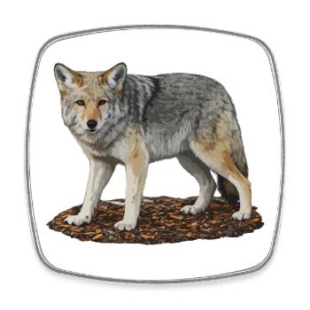 Garde du Loup sur les Rochers - Magnet carré - blanc - Devant