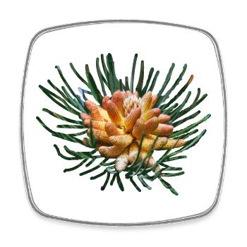 Creative fir branches - Square fridge magnet - white - Front