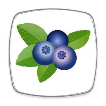 drei leuchtend blaue Heidelbeeren mit Blätter - Viereckiger Kühlschrankmagnet - Weiß - Vorne