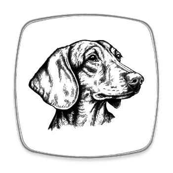 Portrait de teckel à poil court - Magnet carré - blanc - Devant