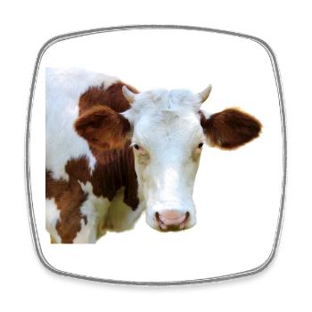 Drôle d’agriculteurs de têtes de vache de vache - Magnet carré - blanc - Devant