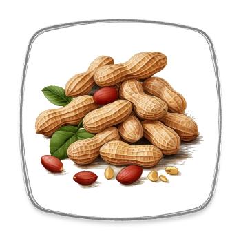 Roasted peanuts with leaf detail - Square fridge magnet - white - Front