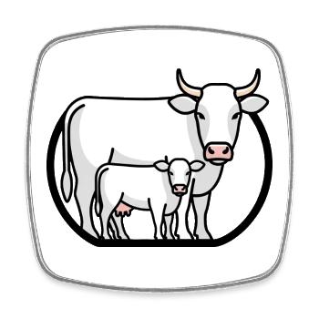 Kuh mit Kalb – Minimalistische Bauernhofkunst - Viereckiger Kühlschrankmagnet - Weiß - Vorne