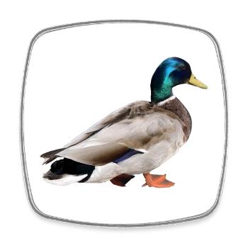 Colvert mâle - Magnet carré - blanc - Devant